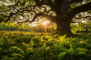 Majestic oak tree with sun rays filtering through leaves, surrounded by lush ferns in a serene forest