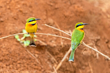 Zwei freigestellte Zwergspinte in der Vorder und Rückansicht auf einem Ast sitzend