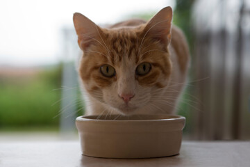 Kopf einer braun-we&szlig;en Hauskatze &uuml;ber einem Futternapf