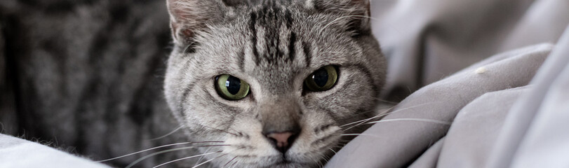 見つめる可愛い猫　サバトラ猫