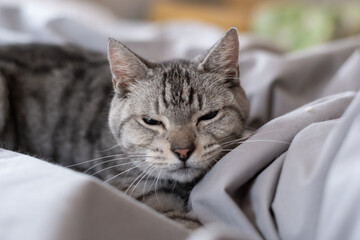 見つめる可愛い猫　サバトラ猫