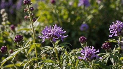 Fototapeta premium The purple wild flower in the garden