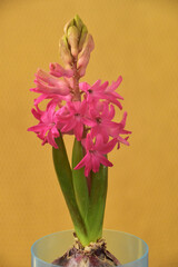 咲き始めたヒヤシンス