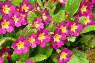 ピンクのプリムラのアップ