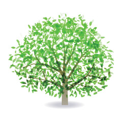 Obraz premium 新緑 葉 自然 アイコン