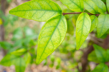 Natural plant green leaf in garden environment ecology background