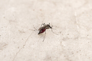 Aedes aegypti mosquitoes on concrete floor