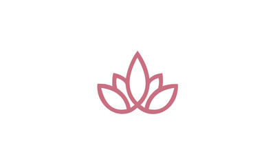 pink lotus flower