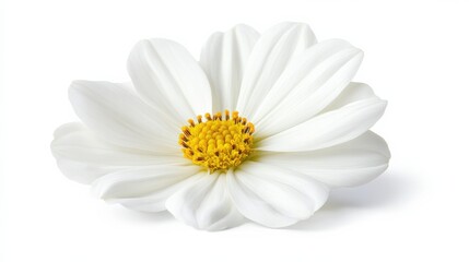 Fototapeta premium Elegant White Flower on Isolated Background