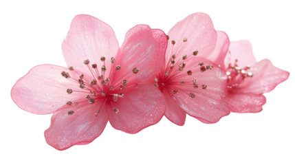 Pink poppy flower on transparent background