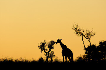 Giraffe (Giraffa camelopardalis) silhouetted against an orange sky, Kalahari desert, South Africa.