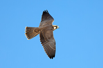 A lanner falcon (Falco biarmicus) in flight against a clear blue sky, South Africa.