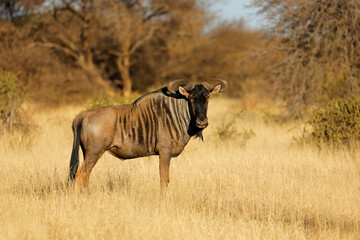 A blue wildebeest (Connochaetes taurinus) standing in natural habitat, Mokala National Park, South Africa.