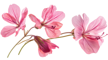 Pink poppy flower on transparent background
