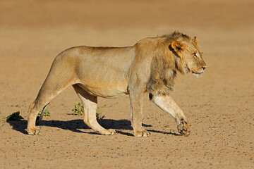 Young male African lion (Panthera leo) walking, Kalahari desert, South Africa.