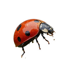 Fototapeta premium A detailed close-up image of a ladybug in flight against a black background, highlighting its vibrant colors and markings.