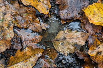 Obraz premium Close-up of autumn leaves floating on water, showcasing vibrant colors and reflections in a serene setting
