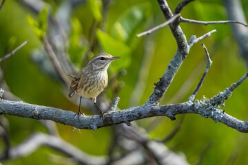 Small bird perched in lush green forest.