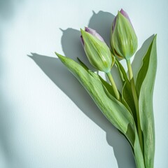 Fototapeta premium Pastel Purple Tulips Spring Flowers Minimalist Photography