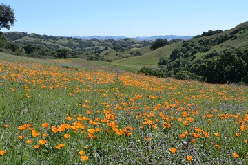 Fototapeta premium Vibrant orange wildflowers bloom in a sunny valley, with rolling hills and distant mountains in the background