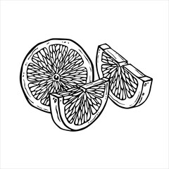 Fototapeta premium Slices of lemon, lime or other citrus fruit drawn in black and white. Linear drawing of a composition of tropical fruit wedges. Sliced citron in ink graphics for design of menu, packaging, label