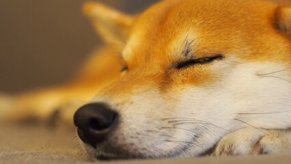 A close-up side view of a sleeping dog, highlighting its calm and gentle features. Peaceful and adorable!