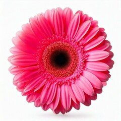 Vibrant Pink Gerbera Daisy Flower, CloseUp Macro Shot