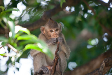 可愛いサル
