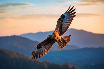 Fototapeta premium Mountains flying vulture buzzard.