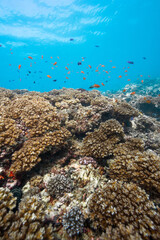 Coral Reef and Fish