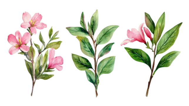 Watercolor flower of tropical spring floral pink on transparent background