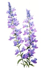 Salvia lavender blossom flower.