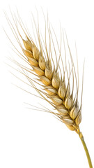 Fototapeta premium An ear of wheat isolated on transparent or white background, png 