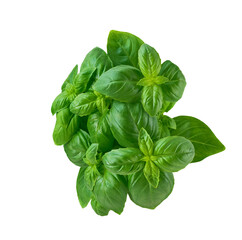 Basil isolated on a white background.