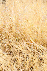 botanical background of dried grass field in winter