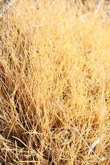 botanical background of dried grass field in winter