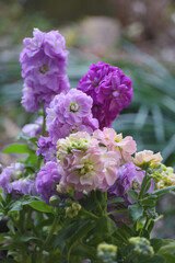floral background of matthiola flowers in a garden