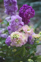 floral background of matthiola flowers in a garden