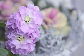 floral background of matthiola flowers in a garden