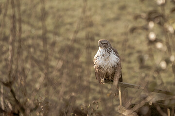 Ein Mäusebussard sitzt bei uns im Garten und wurde mit einem schönem Bokeh fotografiert.
