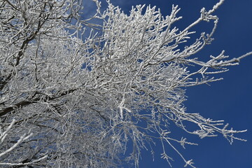 snow covered branches