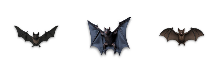 Three cute bats isolated on transparent background, perfect for Halloween