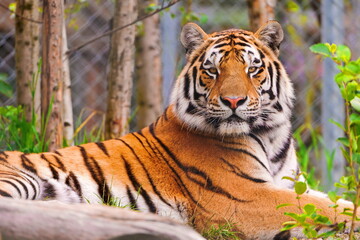 Obraz premium tiger in the zoo