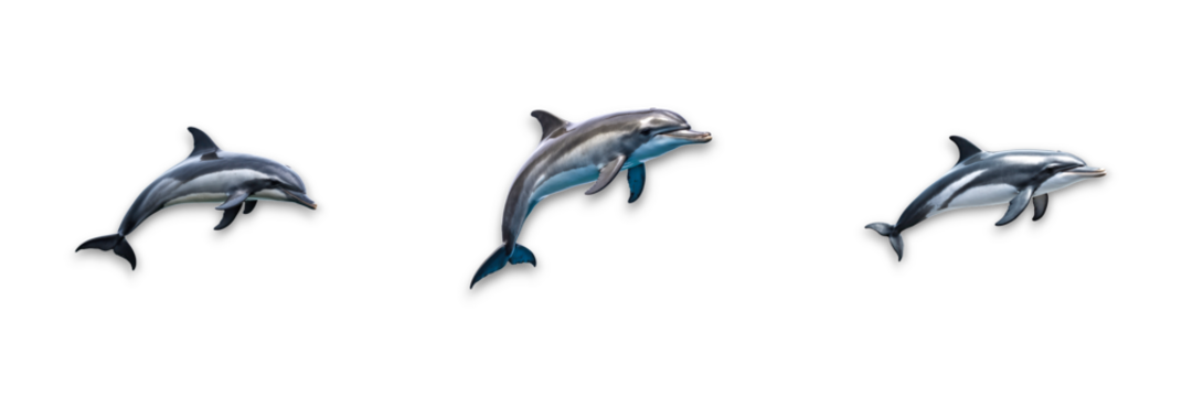 Isolated dolphins on transparent background, showcasing their playful nature