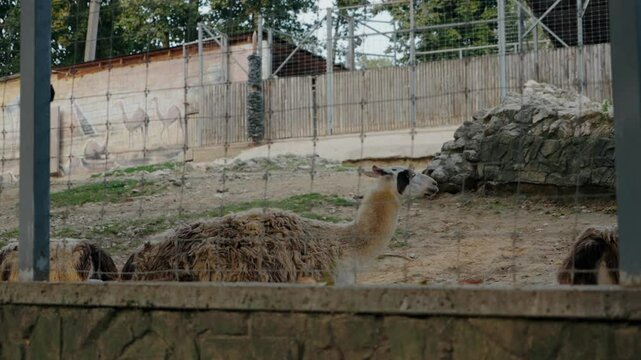 Llamas in an enclosure at the zoo. These fluffy animals are curious and watching visitors. The zoo provides a safe and educational environment for people of all ages to appreciate wildlife.