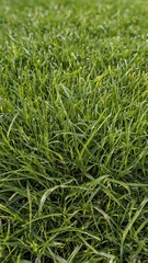 Obraz premium Nature view of green grass for background and wallpaper