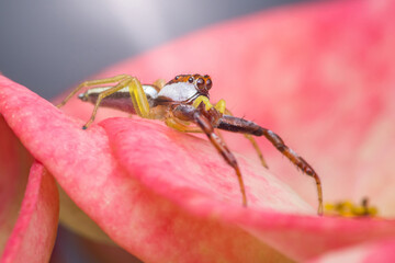 Jumping spider crawling on a pink petal of euphorbia milii flower