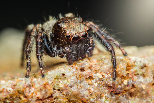 Jumping spider standing on a rock: hyllus semicupreus