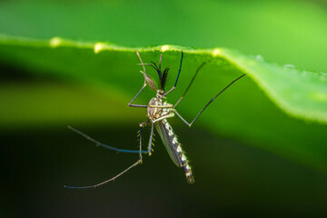 Mosquito resting upside down under green leaf