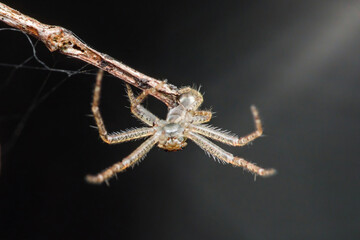 Ghost spider hanging on a twig, showing its translucent body and hairy legs